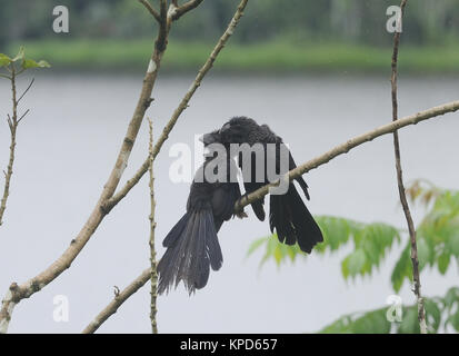 Una coppia di liscio-fatturati anis (Crotophaga ani) preening sotto la pioggia. Yasuni National Park, Amazon, Ecuador. Foto Stock