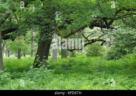 Urwald Sababurg in Deutschland - antica foresta di Sababurg in Germania Foto Stock