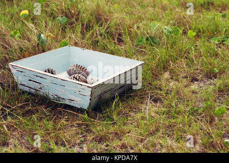 Vintage box con pigne sul verde della foresta Foto Stock