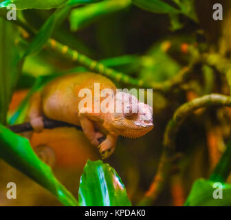 Orange Chameleon in foglie verdi Foto Stock