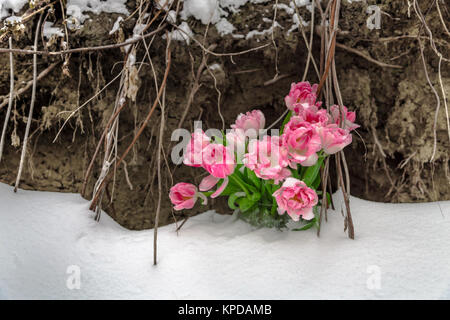 Fiori freschi nella neve su un sfondo grunge Foto Stock