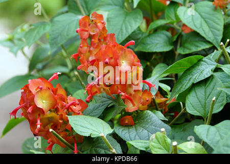 Rosso (chinesenhutpflanze holmskioldia sanguinea) Foto Stock