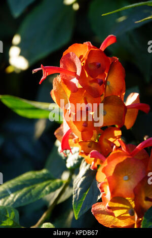 Rosso (chinesenhutpflanze holmskioldia sanguinea) Foto Stock