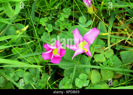 Viola-sorrel,viola sorrel (oxalis purpurea) Foto Stock