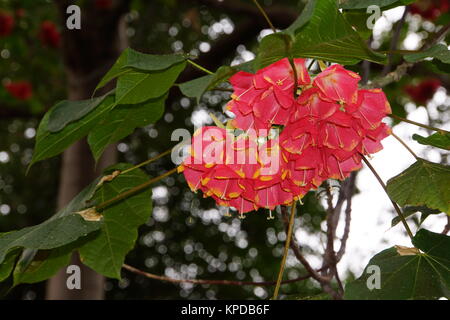 Hydrangea tree (dombeya cacuminum) Foto Stock