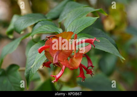 Rosso (chinesenhutpflanze holmskioldia sanguinea) Foto Stock