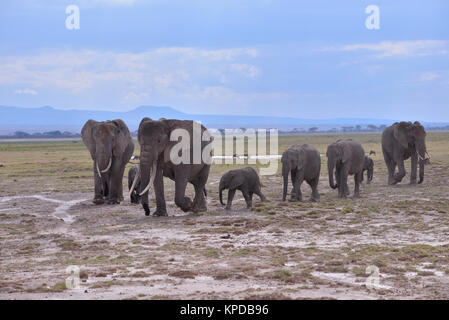 Il Kenya è una destinazione turistica in Africa orientale. Famoso per la fauna selvatica e la bellezza naturale. Foto Stock