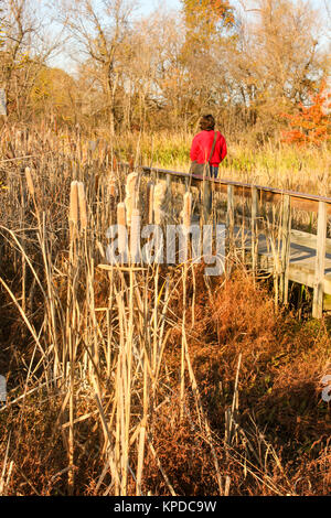 Cat tails passato prime versando il vicino torrente in autunno con la persona in rosso con borsa a tracolla attraversando ponte di legno nelle vicinanze e gli alberi in background Foto Stock