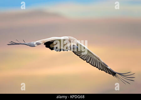 Cape vulture in volo Foto Stock