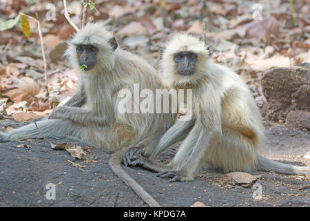 Coppia di Langurs nella foresta in Bandhavgarh National Park in India Foto Stock