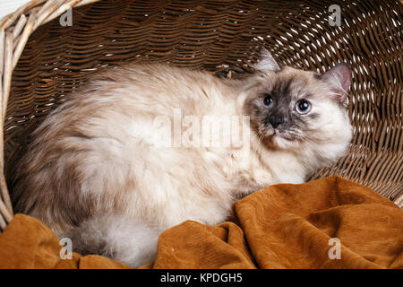 Gatto grigio in un cestello di legno Foto Stock