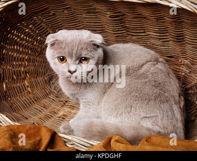 Gatto grigio con gli occhi gialli Scottish Fold si siede in un cestello di legno Foto Stock