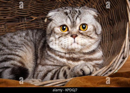 Strisce bicolore gatto con gli occhi gialli Scottish Fold si siede in un cestello di legno Foto Stock