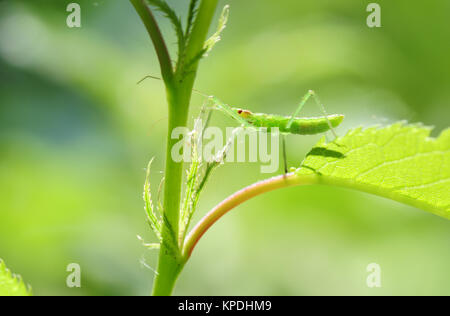 Nascosti nel verde - Una vista ravvicinata di un verde giovane bug nascosto in una pianta verde Foto Stock