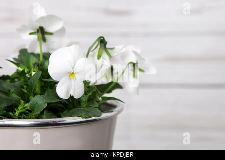 viola bianca in una piantatrice di fronte ad un muro di legno Foto Stock