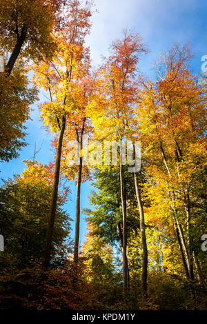 Luminose colorate alberi,blue sky,sole e nebbia in autunno Foto Stock