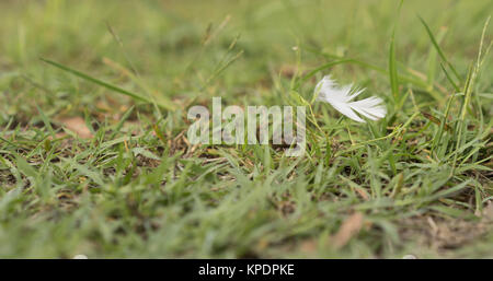 Bianca peluria Feather soffiando nel vento Foto Stock