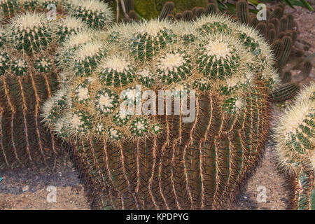 Vari verde cactus Foto Stock