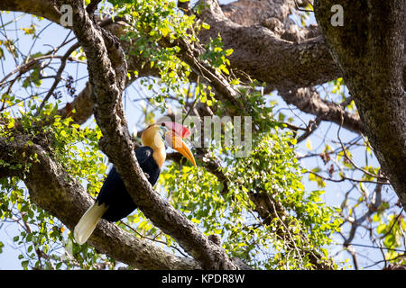 Bellissime pomello hornbill Foto Stock