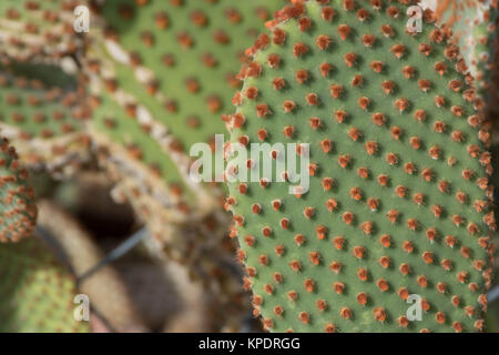 Ficodindia battente singolo Foto Stock