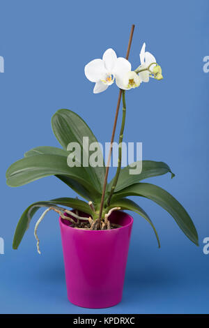 Romantico il ramo di orchidea bianca Foto Stock