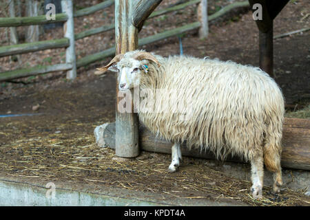 Ram o rammer, maschio della pecora Foto Stock