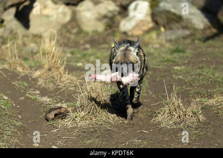 Striped iena (Hyaena hyaena) Foto Stock