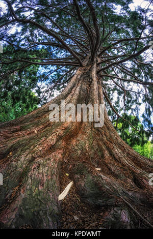Atlas Blue albero di cedro Foto Stock