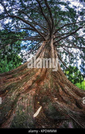 Atlas Blue albero di cedro Foto Stock