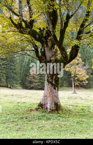 albero di marmo Foto Stock