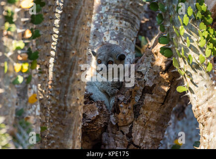 Un bianco-footed lemure sportive (Lepilemur leucopus) Nascondi tra il Madagascar ocotillo impianto. Berenty riserva privata. Madagascar, Africa. Foto Stock