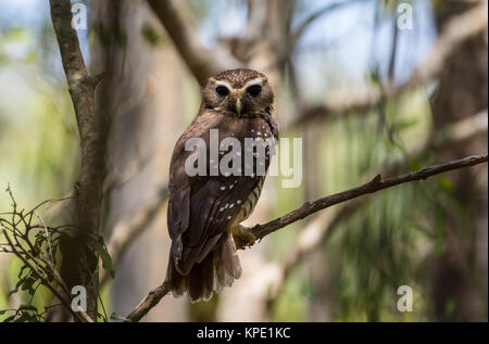 Un bianco-browed Civetta (Athene superciliaris) appollaiato su un ramo in foresta. Berenty riserva privata. Madagascar, Africa. Foto Stock