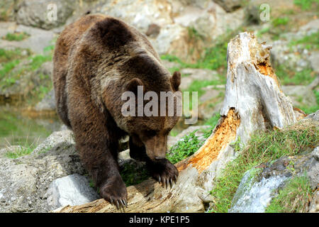 Orso bruno cerca vecchio tronco per preda (Ursus arctos) Foto Stock