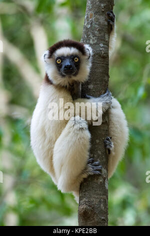 Una bella Verreaux's Sifaka (Propithecus verreauxi) appeso a un albero. berenty riserva privata. Madagascar, Africa. Foto Stock