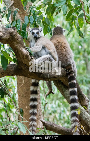 Due Ring-tailed lemuri (Lemur catta) seduto su un ramo di albero. Berenty riserva privata. Madagascar, Africa. Foto Stock