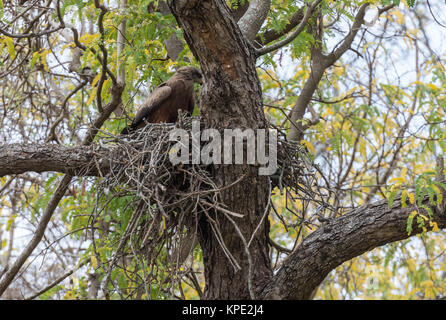 Un Nibbio bruno (Milvus migrans) o giallo-fatturati Kite, costruito il suo nido su un grande albero. Madagascar, Africa. Foto Stock