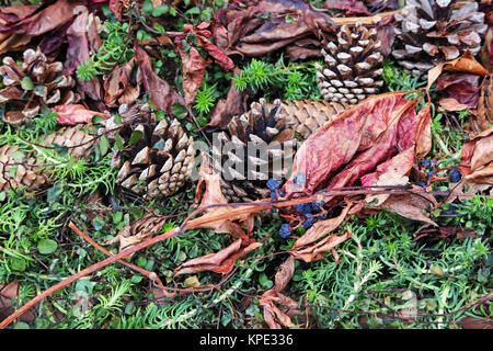 Herbstmotiv Foto Stock