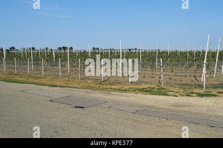 Giovani apple Orchard Foto Stock