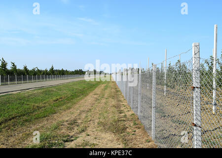 Giovani apple Orchard Foto Stock