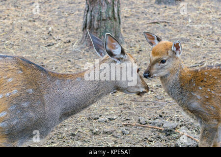 Madre deer (roe) con cub capretta Foto Stock