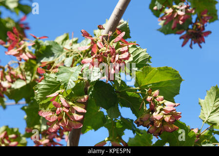 Il ramo di Acer ginnala sul cielo blu sullo sfondo Foto Stock