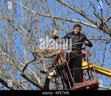 La potatura di alberi utilizzando un sollevatore-braccio Foto Stock