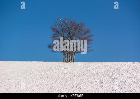 Albero singolo in un snowfield in inverno durante il bel tempo. Il cielo blu offre un ampio e solido spazio copia. Foto Stock