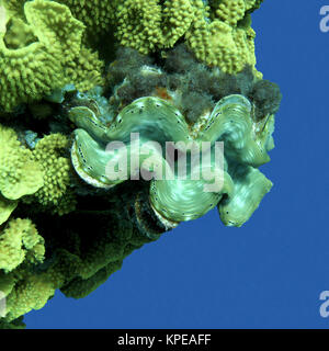 Coral reef con Tridacna gigas su uno sfondo di acqua blu, subacquea Foto Stock