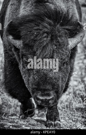 Bull bisonti nel Parco Nazionale di Yellowstone, Wyoming Foto Stock