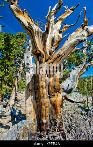 Bristlecone pine (Pinus longaeva) nel Parco nazionale Great Basin Nevada. Più antichi noti non-organismo clonale sulla terra.
