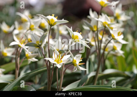 Wildtulpe Tulipa turkestanica - Tulipano selvatico è chiamato Tulipa turkestanica Foto Stock