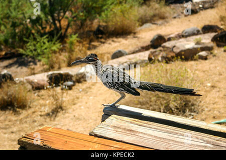 Road Runner uccello appollaiato su un tavolo da picnic lungo il percorso 66 nel sud-ovest americano. Foto Stock