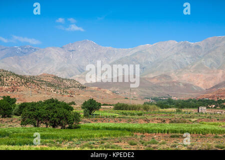 Il Marocco,alto atlante,terreni agricoli sulle fertili colline vicino a ANSI. Foto Stock