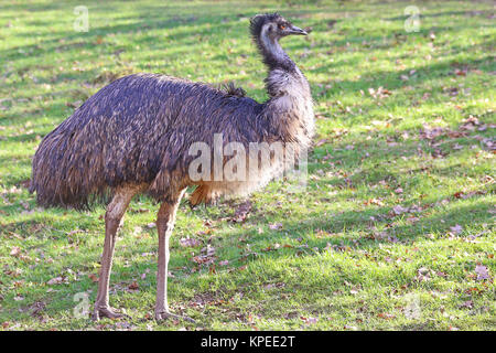 Australian EMU Dromaius novaehollandiae Foto Stock